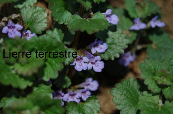 lierre terrestre